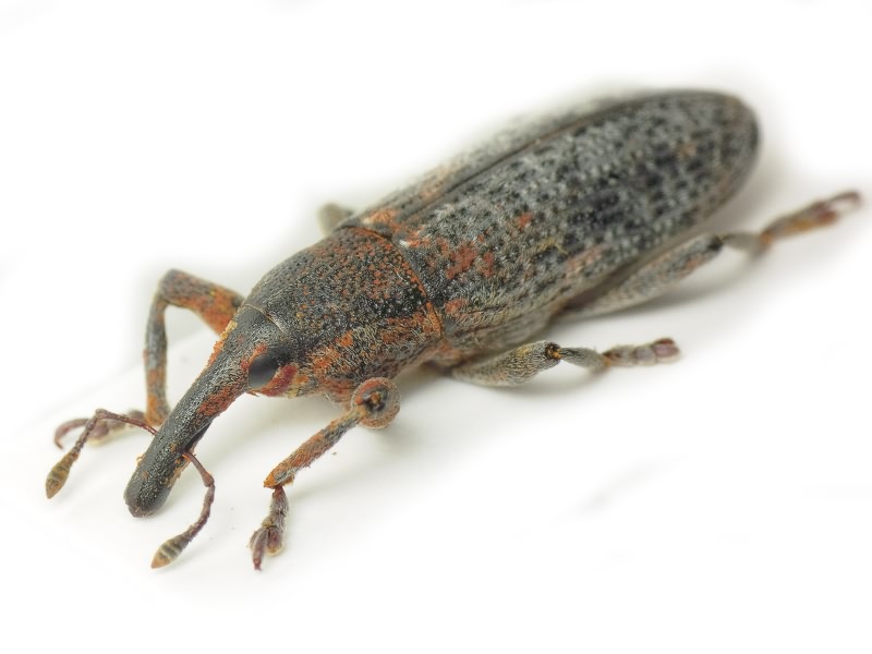 Lixus (Eulixus) punctiventris Boheman, 1835